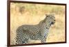 Botswana. Okavango Delta. Khwai Concession. Leopard Looks Out for Prey-Inger Hogstrom-Framed Photographic Print