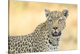 Botswana. Okavango Delta. Khwai Concession. Leopard Looks Out for Prey-Inger Hogstrom-Stretched Canvas