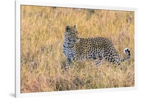 Botswana. Okavango Delta. Khwai Concession. Leopard Starts to Hunt-Inger Hogstrom-Framed Photographic Print