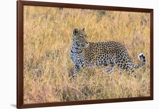 Botswana. Okavango Delta. Khwai Concession. Leopard Starts to Hunt-Inger Hogstrom-Framed Photographic Print