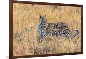 Botswana. Okavango Delta. Khwai Concession. Leopard Starts to Hunt-Inger Hogstrom-Framed Photographic Print