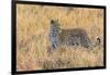 Botswana. Okavango Delta. Khwai Concession. Leopard Starts to Hunt-Inger Hogstrom-Framed Photographic Print