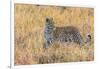 Botswana. Okavango Delta. Khwai Concession. Leopard Starts to Hunt-Inger Hogstrom-Framed Premium Photographic Print