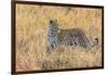 Botswana. Okavango Delta. Khwai Concession. Leopard Starts to Hunt-Inger Hogstrom-Framed Premium Photographic Print