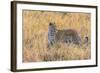 Botswana. Okavango Delta. Khwai Concession. Leopard Starts to Hunt-Inger Hogstrom-Framed Photographic Print