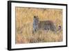 Botswana. Okavango Delta. Khwai Concession. Leopard Starts to Hunt-Inger Hogstrom-Framed Photographic Print