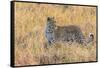 Botswana. Okavango Delta. Khwai Concession. Leopard Starts to Hunt-Inger Hogstrom-Framed Stretched Canvas