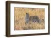 Botswana. Okavango Delta. Khwai Concession. Leopard Starts to Hunt-Inger Hogstrom-Framed Photographic Print