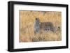 Botswana. Okavango Delta. Khwai Concession. Leopard Starts to Hunt-Inger Hogstrom-Framed Photographic Print