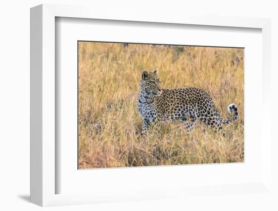 Botswana. Okavango Delta. Khwai Concession. Leopard Starts to Hunt-Inger Hogstrom-Framed Photographic Print