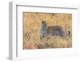 Botswana. Okavango Delta. Khwai Concession. Leopard Starts to Hunt-Inger Hogstrom-Framed Photographic Print