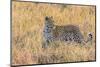 Botswana. Okavango Delta. Khwai Concession. Leopard Starts to Hunt-Inger Hogstrom-Mounted Photographic Print