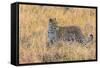 Botswana. Okavango Delta. Khwai Concession. Leopard Starts to Hunt-Inger Hogstrom-Framed Stretched Canvas