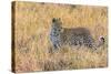 Botswana. Okavango Delta. Khwai Concession. Leopard Starts to Hunt-Inger Hogstrom-Stretched Canvas