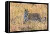 Botswana. Okavango Delta. Khwai Concession. Leopard Starts to Hunt-Inger Hogstrom-Framed Stretched Canvas