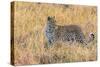 Botswana. Okavango Delta. Khwai Concession. Leopard Starts to Hunt-Inger Hogstrom-Stretched Canvas