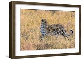 Botswana. Okavango Delta. Khwai Concession. Leopard Starts to Hunt-Inger Hogstrom-Framed Photographic Print