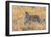 Botswana. Okavango Delta. Khwai Concession. Leopard Starts to Hunt-Inger Hogstrom-Framed Photographic Print