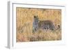 Botswana. Okavango Delta. Khwai Concession. Leopard Starts to Hunt-Inger Hogstrom-Framed Photographic Print