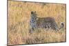 Botswana. Okavango Delta. Khwai Concession. Leopard Starts to Hunt-Inger Hogstrom-Mounted Photographic Print