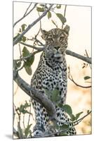 Botswana. Okavango Delta. Khwai Concession. Leopard Up in a Tree at Sunset-Inger Hogstrom-Mounted Premium Photographic Print