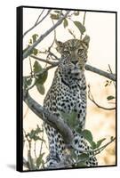 Botswana. Okavango Delta. Khwai Concession. Leopard Up in a Tree at Sunset-Inger Hogstrom-Framed Stretched Canvas