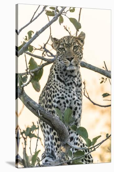 Botswana. Okavango Delta. Khwai Concession. Leopard Up in a Tree at Sunset-Inger Hogstrom-Stretched Canvas