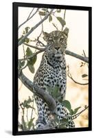 Botswana. Okavango Delta. Khwai Concession. Leopard Up in a Tree at Sunset-Inger Hogstrom-Framed Photographic Print