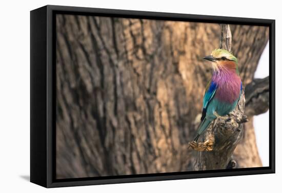 Botswana. Okavango Delta. Khwai Concession. Lilac-Breasted Roller-Inger Hogstrom-Framed Stretched Canvas