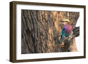 Botswana. Okavango Delta. Khwai Concession. Lilac-Breasted Roller-Inger Hogstrom-Framed Photographic Print