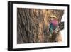 Botswana. Okavango Delta. Khwai Concession. Lilac-Breasted Roller-Inger Hogstrom-Framed Photographic Print