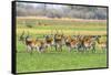 Botswana. Okavango Delta. Khwai Concession. Red Lechwe Herd-Inger Hogstrom-Framed Stretched Canvas