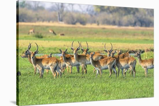 Botswana. Okavango Delta. Khwai Concession. Red Lechwe Herd-Inger Hogstrom-Stretched Canvas