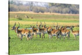 Botswana. Okavango Delta. Khwai Concession. Red Lechwe Herd-Inger Hogstrom-Stretched Canvas