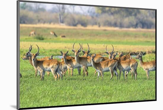 Botswana. Okavango Delta. Khwai Concession. Red Lechwe Herd-Inger Hogstrom-Mounted Photographic Print