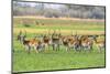 Botswana. Okavango Delta. Khwai Concession. Red Lechwe Herd-Inger Hogstrom-Mounted Photographic Print