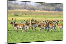 Botswana. Okavango Delta. Khwai Concession. Red Lechwe Herd-Inger Hogstrom-Mounted Photographic Print