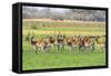 Botswana. Okavango Delta. Khwai Concession. Red Lechwe Herd-Inger Hogstrom-Framed Stretched Canvas