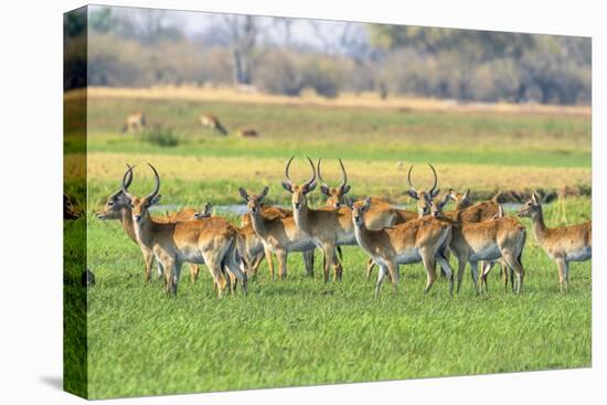 Botswana. Okavango Delta. Khwai Concession. Red Lechwe Herd-Inger Hogstrom-Stretched Canvas