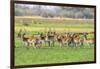 Botswana. Okavango Delta. Khwai Concession. Red Lechwe Herd-Inger Hogstrom-Framed Photographic Print