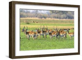 Botswana. Okavango Delta. Khwai Concession. Red Lechwe Herd-Inger Hogstrom-Framed Photographic Print