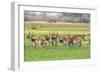 Botswana. Okavango Delta. Khwai Concession. Red Lechwe Herd-Inger Hogstrom-Framed Photographic Print