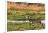 Botswana. Okavango Delta. Khwai Concession. Red Lechwe-Inger Hogstrom-Framed Photographic Print