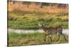 Botswana. Okavango Delta. Khwai Concession. Red Lechwe-Inger Hogstrom-Stretched Canvas