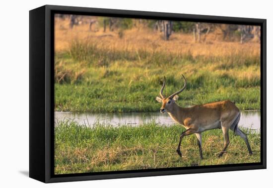 Botswana. Okavango Delta. Khwai Concession. Red Lechwe-Inger Hogstrom-Framed Stretched Canvas