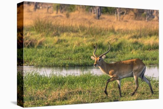 Botswana. Okavango Delta. Khwai Concession. Red Lechwe-Inger Hogstrom-Stretched Canvas