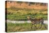 Botswana. Okavango Delta. Khwai Concession. Red Lechwe-Inger Hogstrom-Stretched Canvas