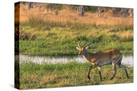 Botswana. Okavango Delta. Khwai Concession. Red Lechwe-Inger Hogstrom-Stretched Canvas