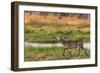 Botswana. Okavango Delta. Khwai Concession. Red Lechwe-Inger Hogstrom-Framed Photographic Print