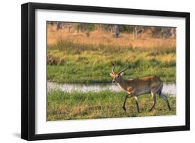 Botswana. Okavango Delta. Khwai Concession. Red Lechwe-Inger Hogstrom-Framed Photographic Print